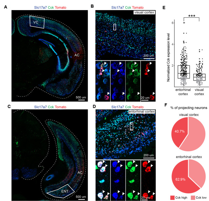 Original Figure 4D detail: molecular labeling in entorhinal projecting cells