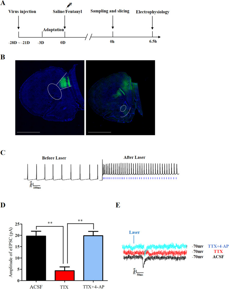 Original Figure 3B detail: fluorescent labeling of prefrontal projection fibers