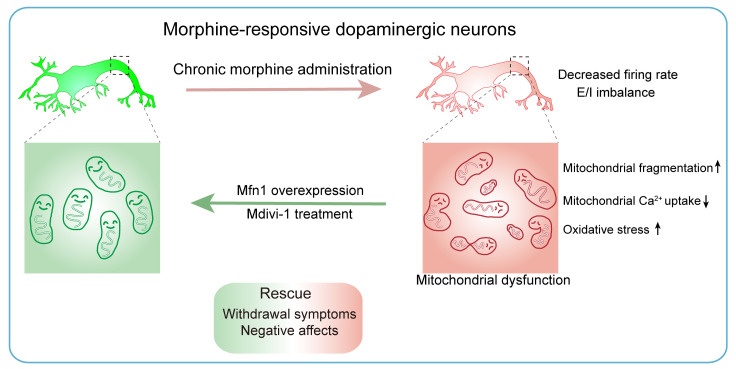 Original Figure 13 detail: a morphine-responsive dopaminergic neuron schematic