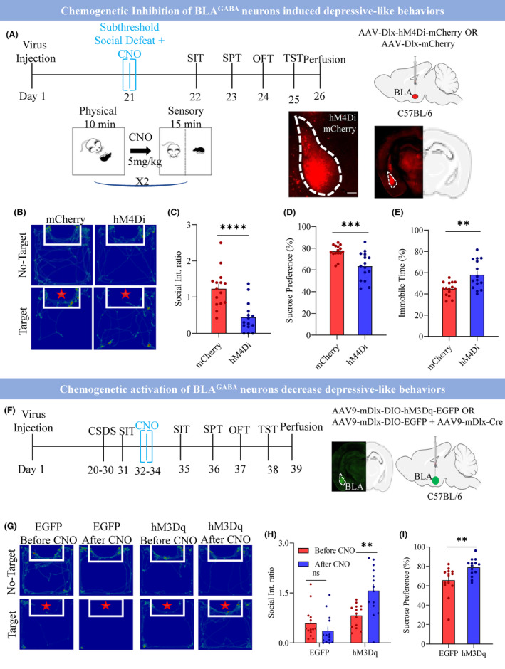 Original Figure 5F detail: schematic location of mouse BLA