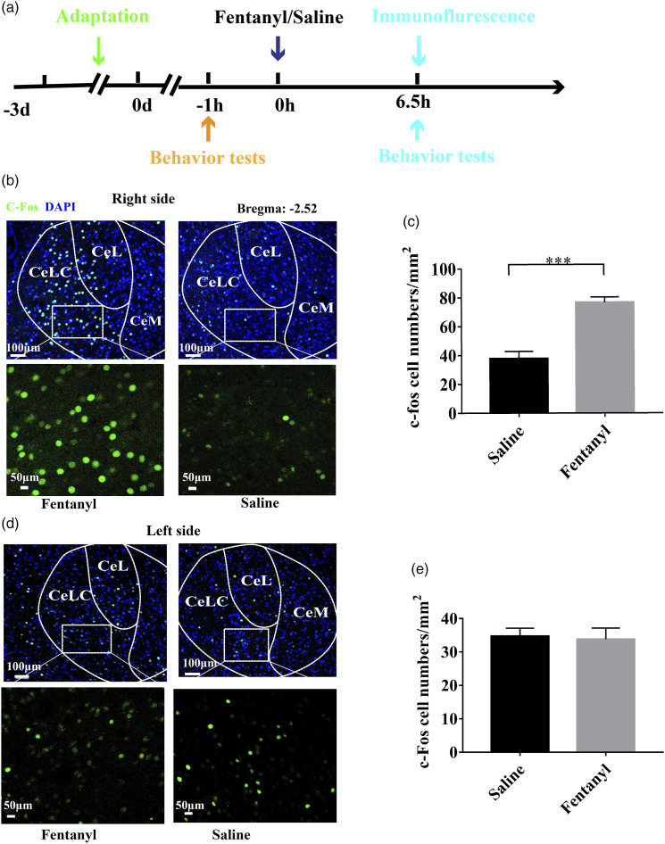 Original Figure 2B detail: fluorescent c-Fos activity labeling in right CeLC