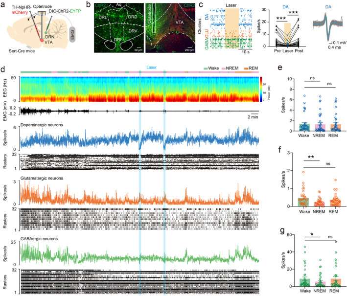 Original Figure 4B detail: fluorescent labeling in VTA