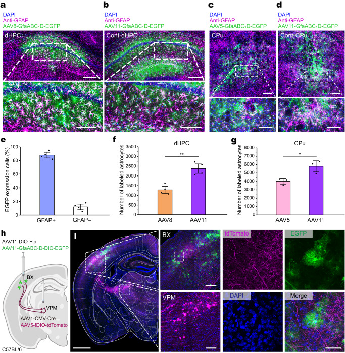 Original Figure 6B detail: fluorescently labeled hippocampal astrocytes with AAV11