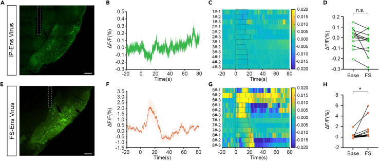 Green-fluorescence detail of the APir seizure-related tagged ensemble from original Figure 6E