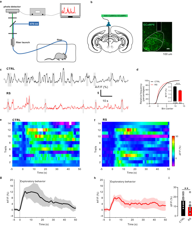 Original Figure 4B detail: green fluorescence from GCaMP-labeled red nucleus cells