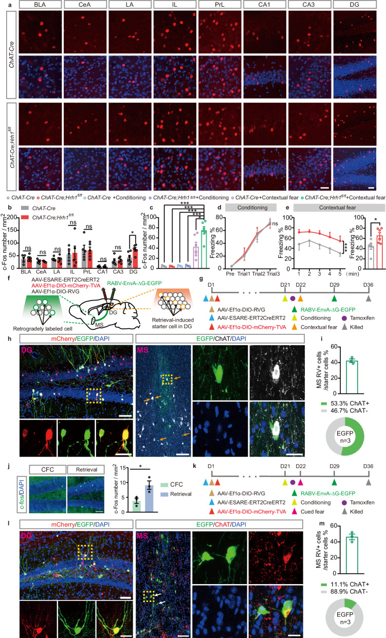 Original Figure 3H detail: multicolor fluorescence in contextual-retrieval-related dentate gyrus cells