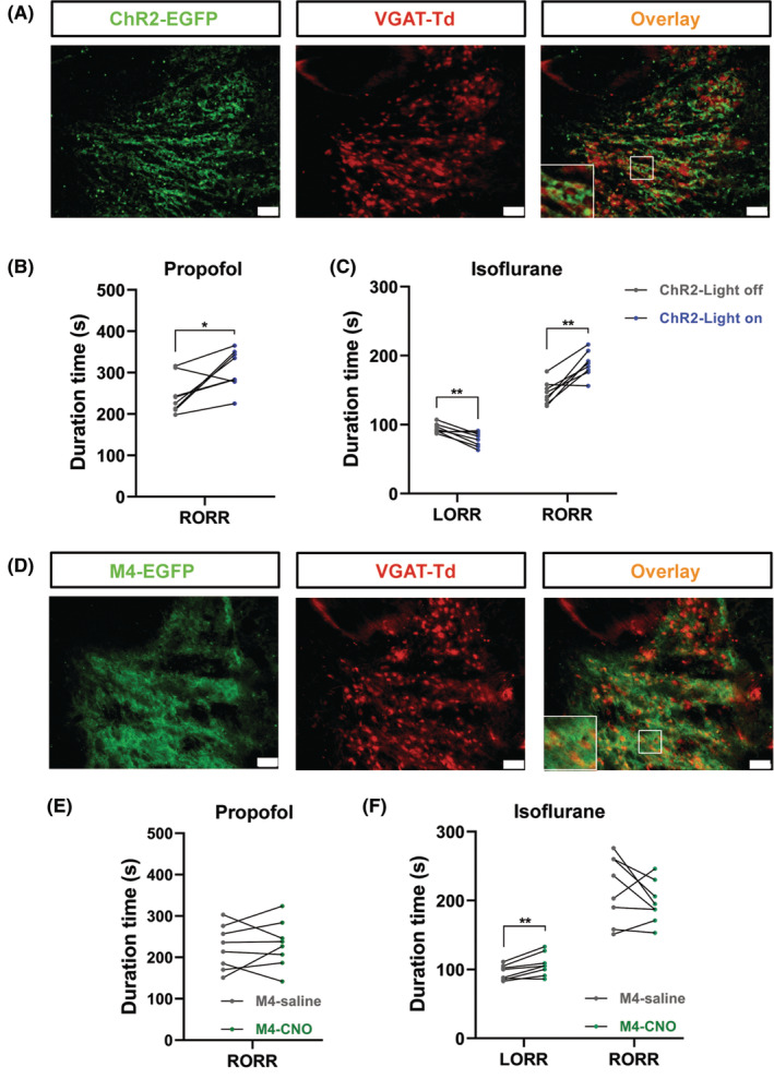 Original Figure 8A detail: green fluorescence in anterior thalamic reticular GABAergic cells