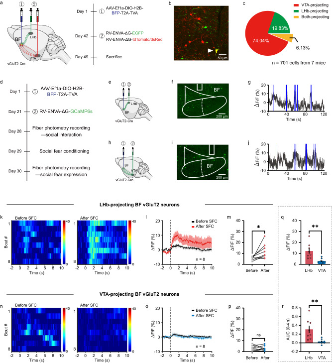 Original Figure 5B detail: red and green labeling of projection-associated cells