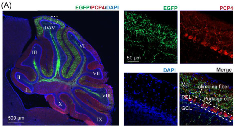 Original Figure 3A detail: green fluorescence from climbing fibers in the cerebellar molecular layer