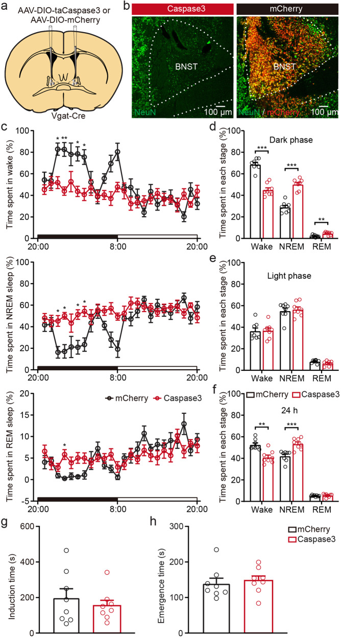 Original Figure 5B control detail: red and green fluorescence in BNST