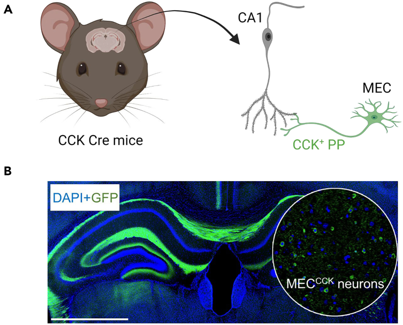 Original Figure 1B detail: green CCK-related hippocampal projections and blue nuclear staining