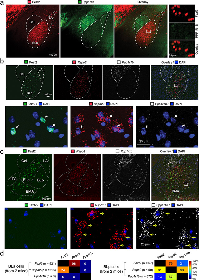 Original Figure 1a merged-field detail: distributions of Fezf2 and PPP1R1B labeling