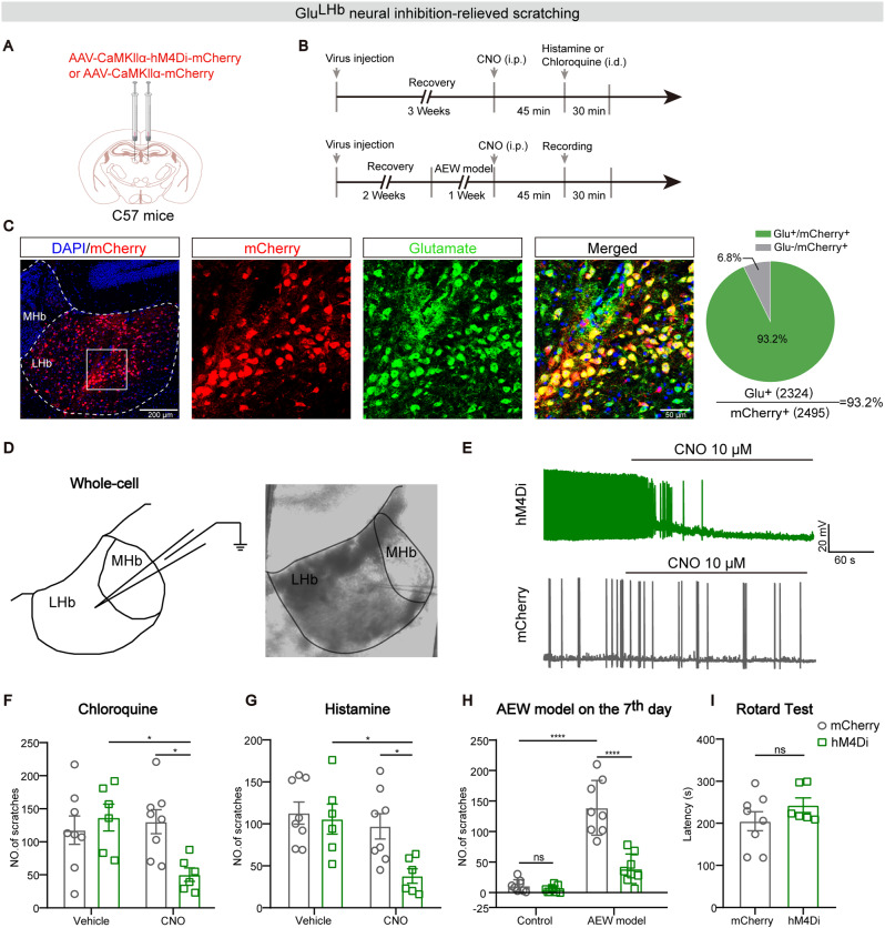 Original Figure 3C merged fluorescence detail: labeled cells in the lateral habenula