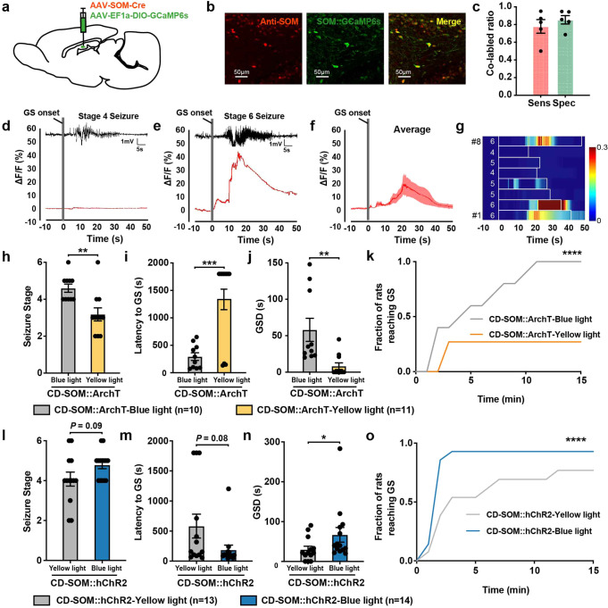 Original Figure 4B merged fluorescence detail: labeled SOM-related cells in the dentate gyrus