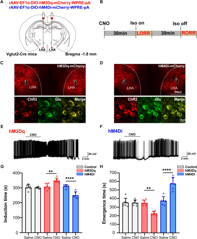 Original Figure 2C detail: red fluorescence in labeled LHA cells, retaining complete anatomical labels
