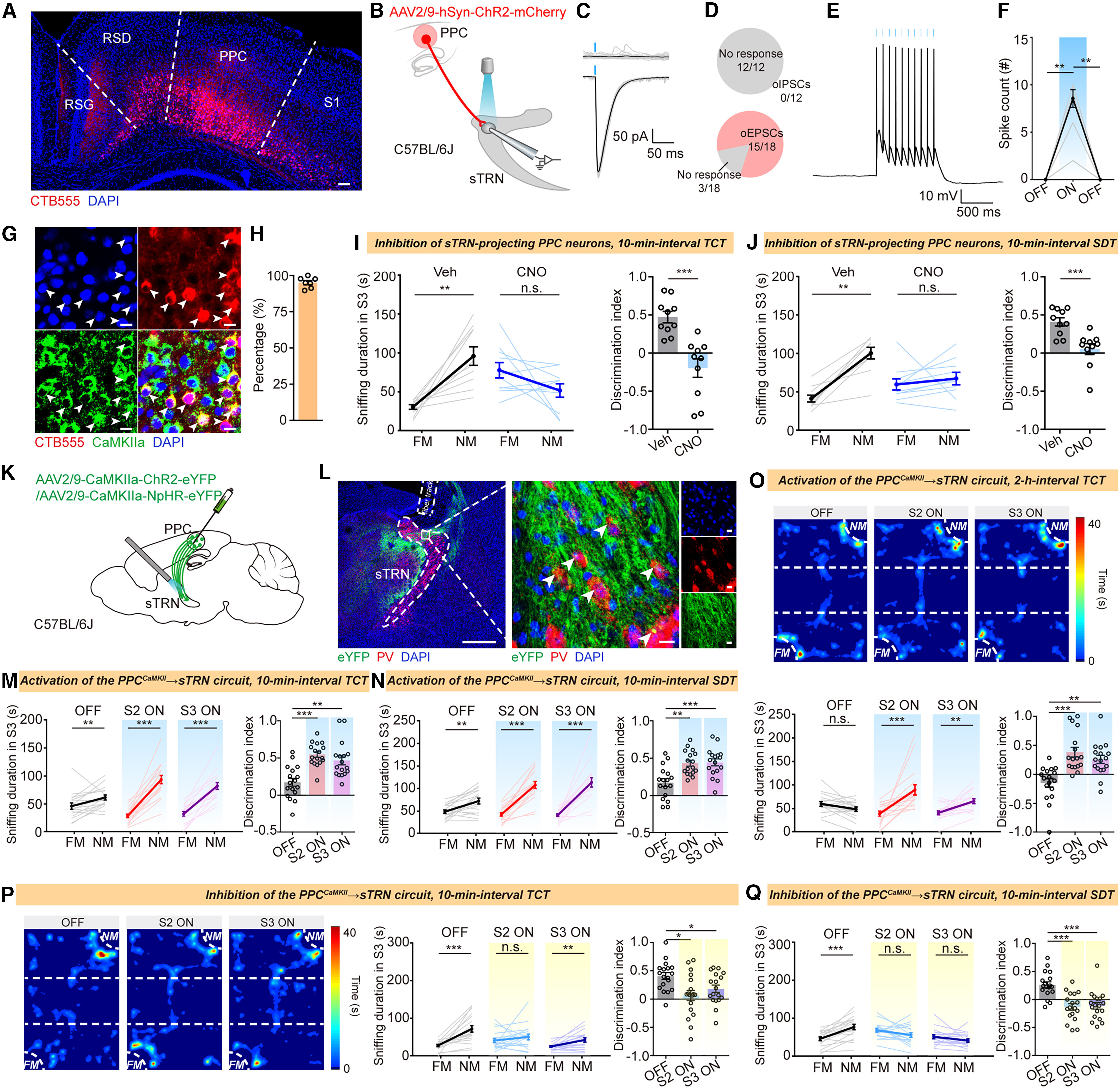 Original Figure 3A detail: red tracing of posterior parietal cortical cells projecting to sTRN with blue nuclear staining