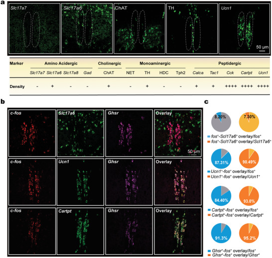 Original Figure 3b detail: overlapping EWcp cellular markers and GHSR fluorescence
