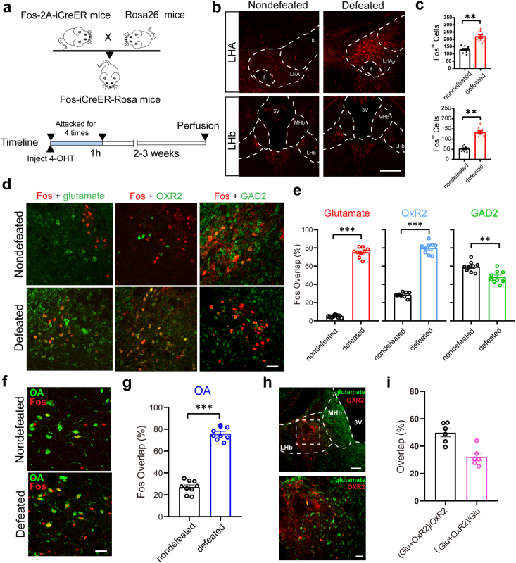 Original Figure 1f detail: overlapping orexin and activity-marker fluorescence in LHA after social stress