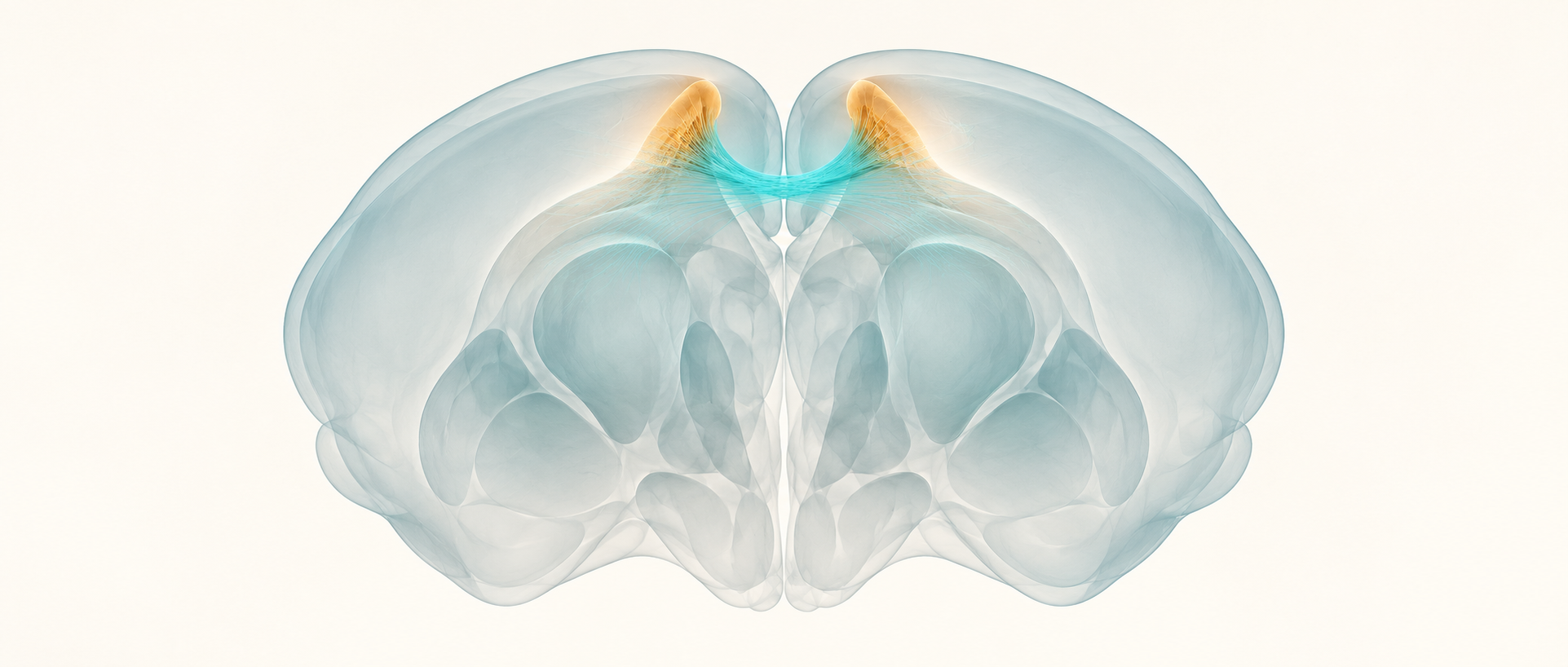 AI concept illustration of bilateral medial cortical areas linked by fibers across a smooth mouse forebrain coronal section