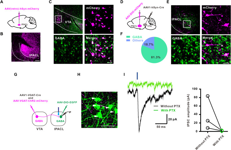 Original Figure 2C detail: merged projection and GABA-marker fluorescence in VTA
