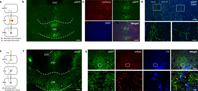 Original Figure 3g detail: merged fluorescence of input terminals and cortex-projecting cells in CM