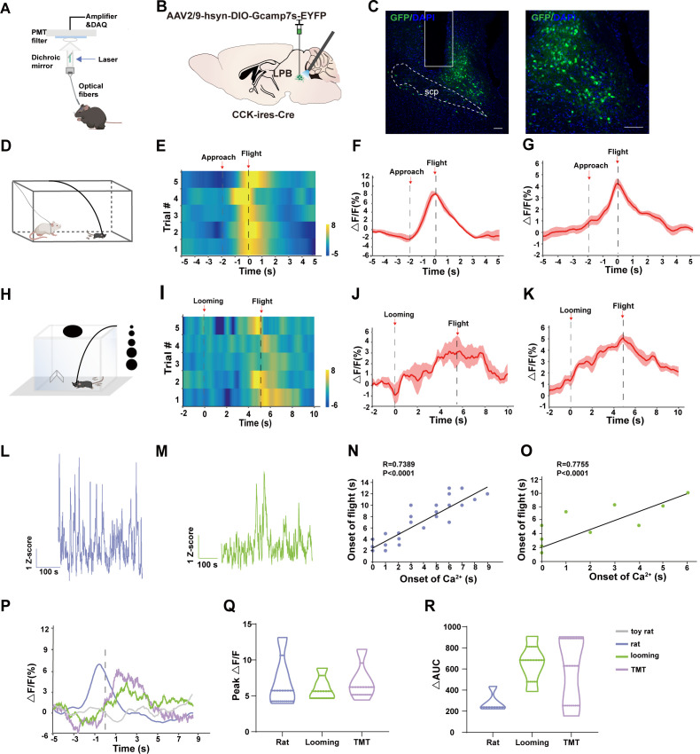 Original Figure 3C detail: fluorescence of CCK-associated cells in LPB