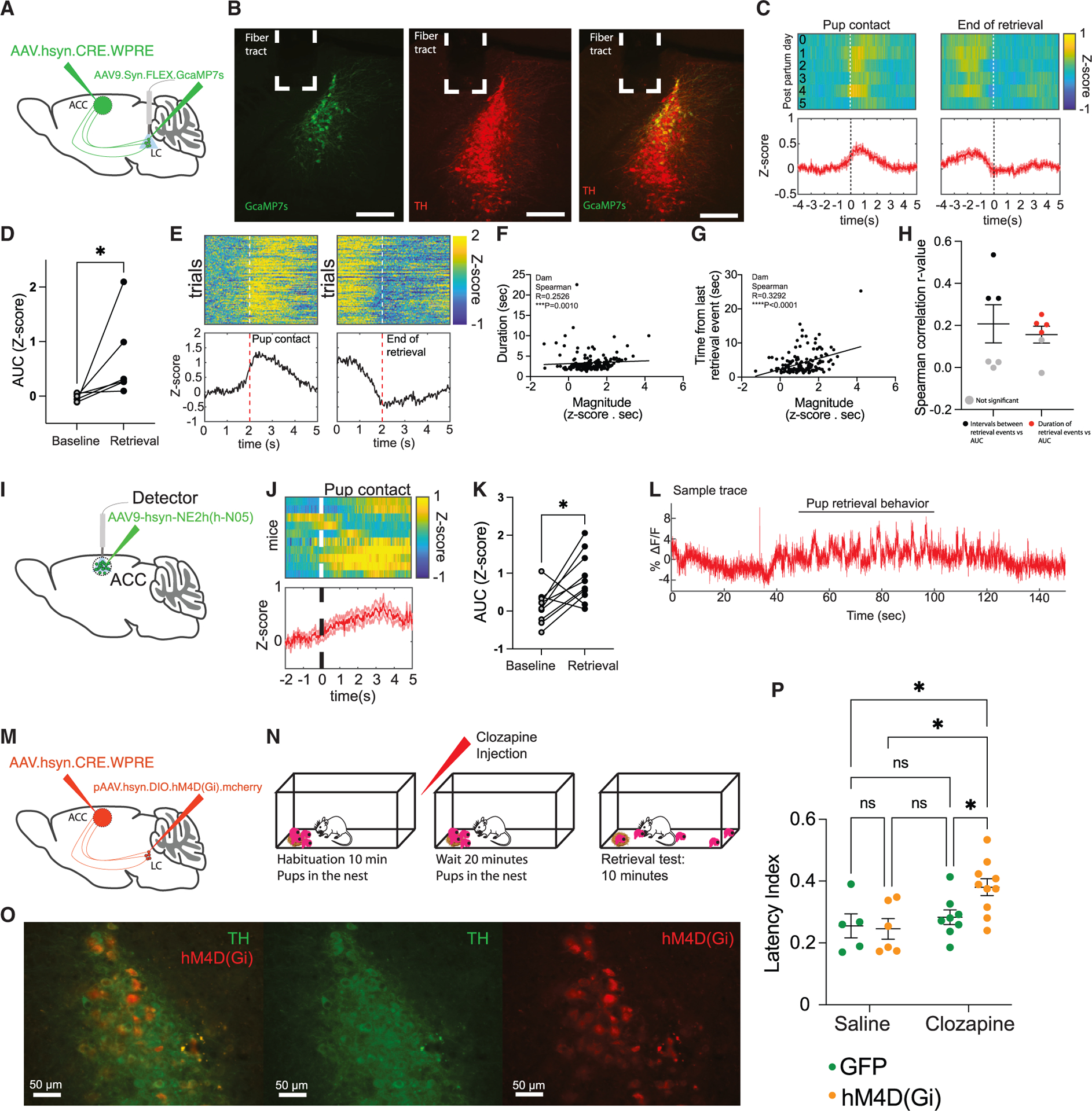 Original Figure 7O detail: merged TH and inhibitory-receptor labeling in ACC-projecting LC cells