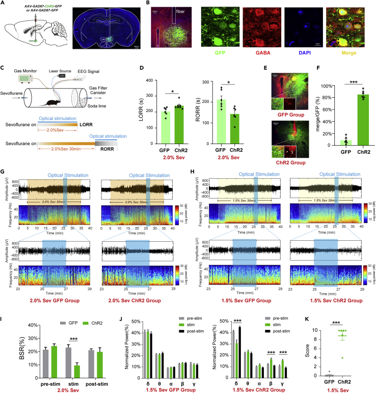 Original Figure 2B detail: merged fluorescence of GABA-associated cells in DMH