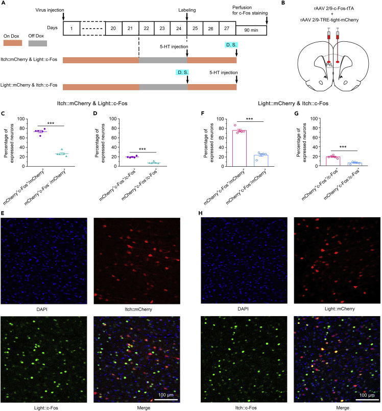 Original Figure 7H detail: merged fluorescence of distractor- and itch-associated cells