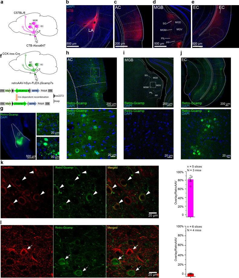 Original Figure 3J detail: fluorescence field of LA-projecting EC cells