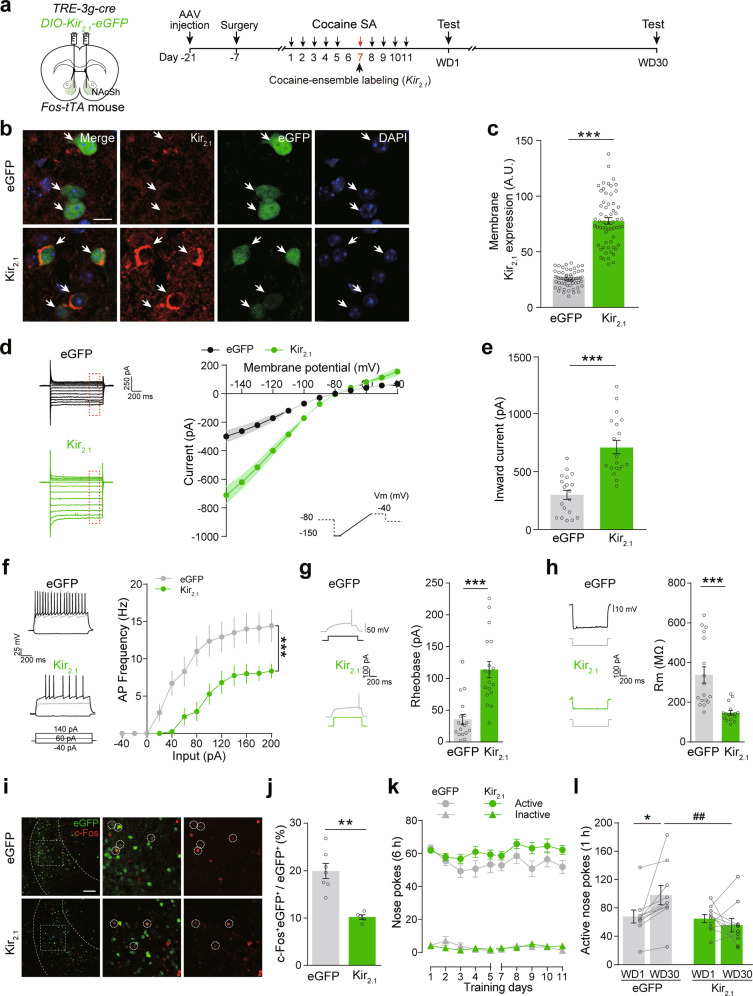 Original Figure 7B detail: merged cellular fluorescence in the Kir2.1-enhancement condition
