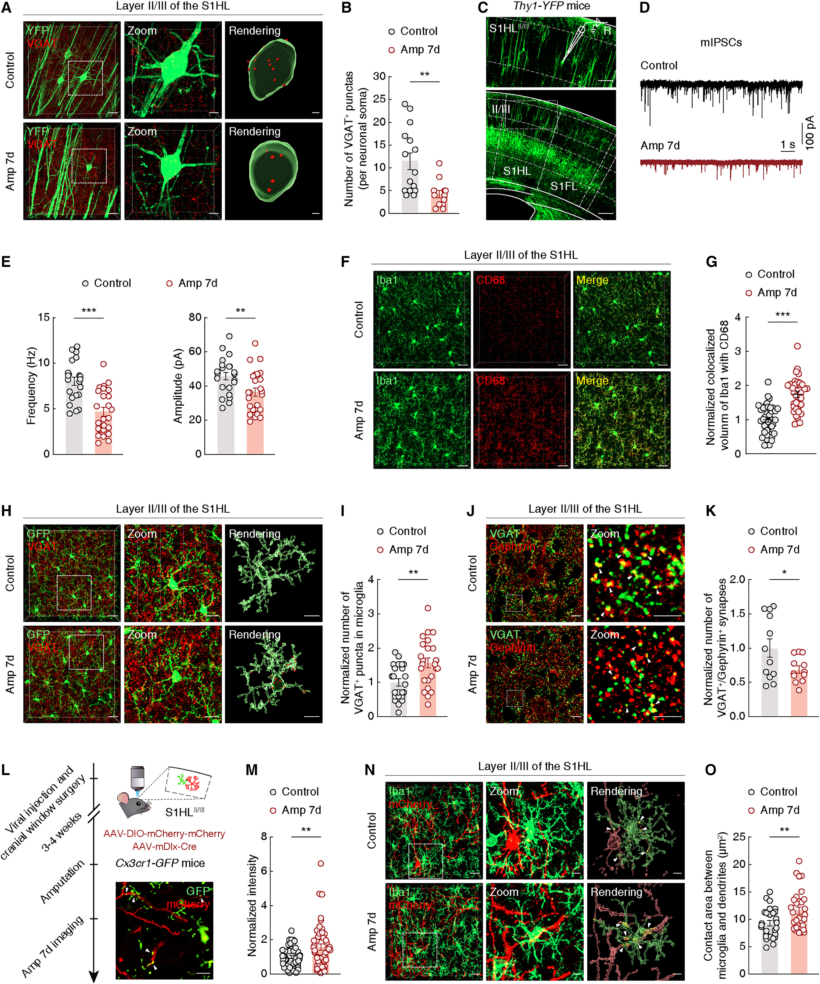 Original Figure 5F detail: merged microglial and phagocytosis-associated CD68 fluorescence