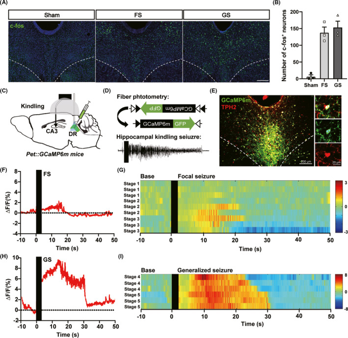 Original Figure 1A generalized-seizure group, one tissue-field detail: green c-Fos and blue nuclear fluorescence in dorsal raphe