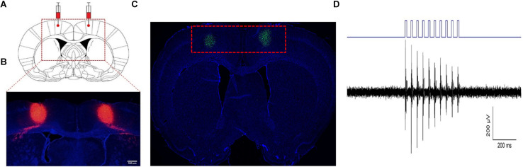Original Figure 2B single tissue-field detail: red labeling in bilateral M1, with blue nuclear fluorescence