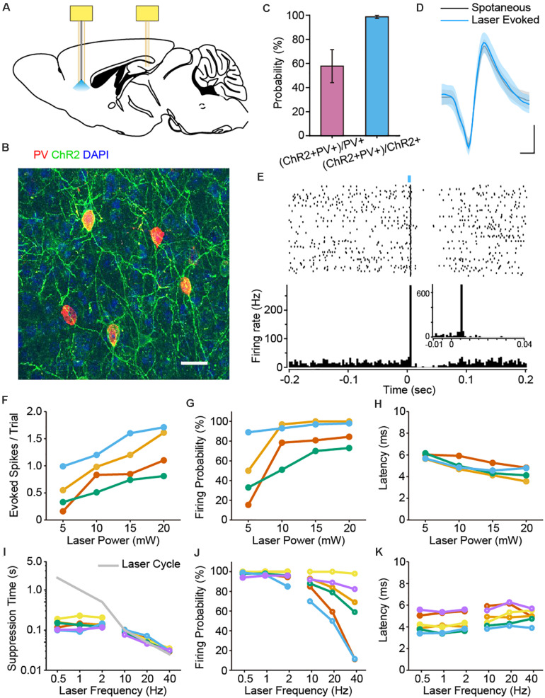 Original Figure 1B single merged-fluorescence field detail: labeled PV-associated somata and neuronal processes
