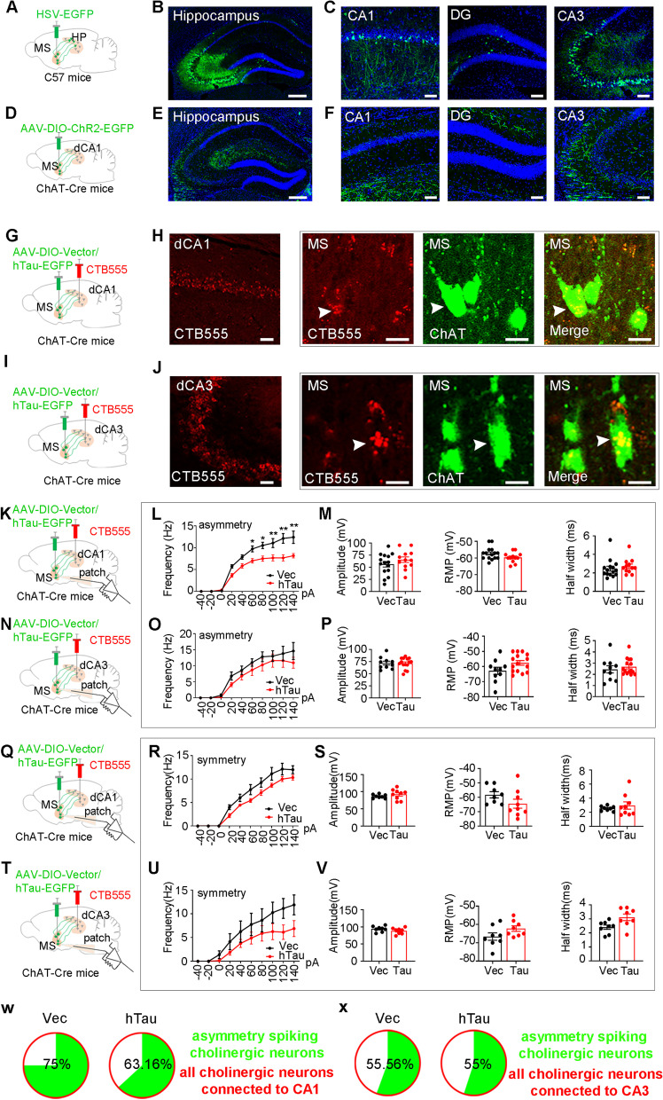 Original Figure 5E single-field detail: green hippocampal fibers from medial-septal cholinergic cells and blue tissue labeling