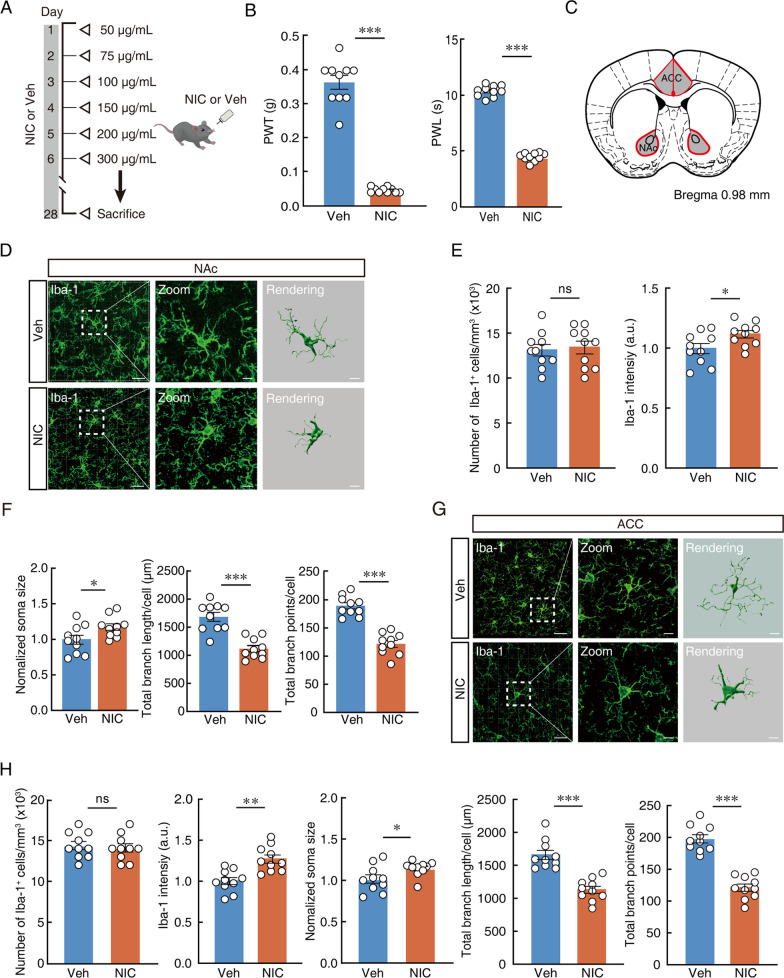 Original Figure 1G single microscopy-field detail: Iba1-labeled ACC microglia and branching processes
