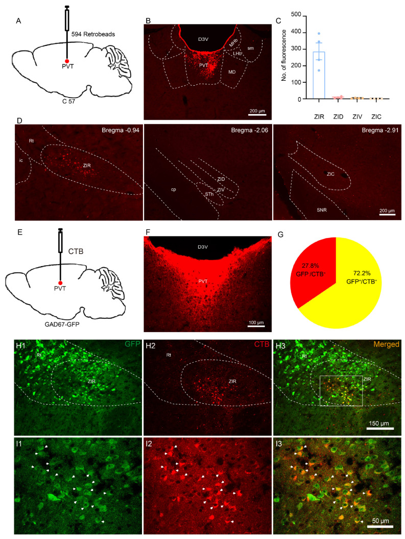 Original Figure 1I3 single merged-field detail: overlapping PVT-projection and GABA-associated labeling in ZIR cells