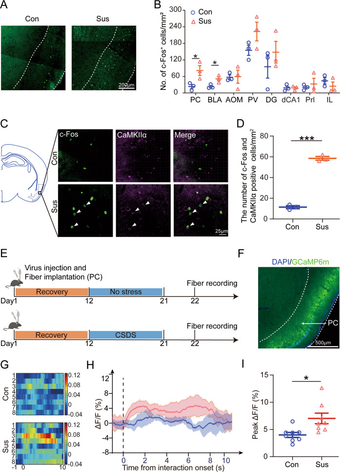 Original Figure 2C susceptible group, one merged-field detail: green c-Fos and purple CaMKIIα-associated labeling with complete arrow markers