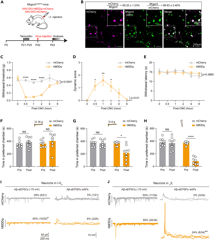 Original Figure 5B merged-field detail: Mrgprd transcript and targeted labeling in dorsal-root-ganglion cells
