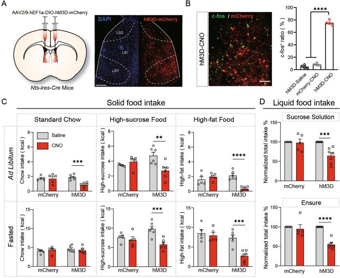 Original Figure 3B single merged-field detail: lateral septal Nts-associated and activity labeling