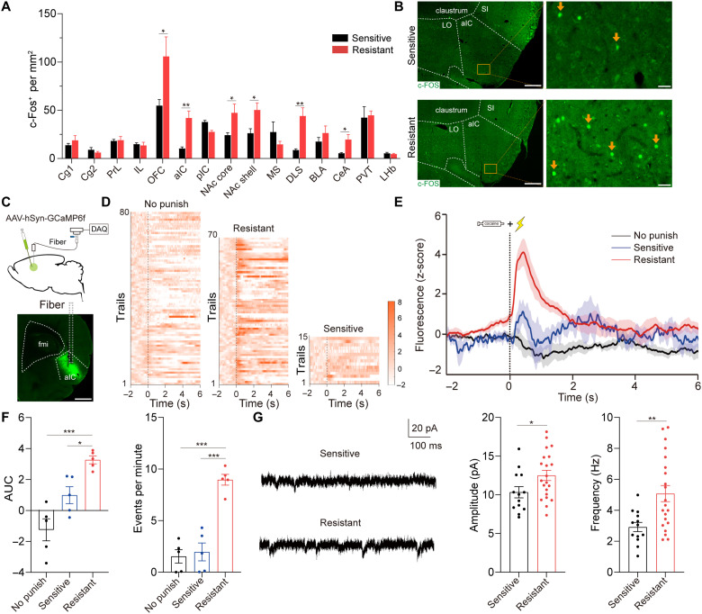 Original Figure 2B punishment-resistant group, one enlarged field detail: green aIC c-Fos-associated cells with complete arrow markers