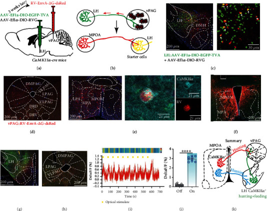Original Figure 6e single merged-field detail: tracing and CaMKIIα colabeling in MPOA