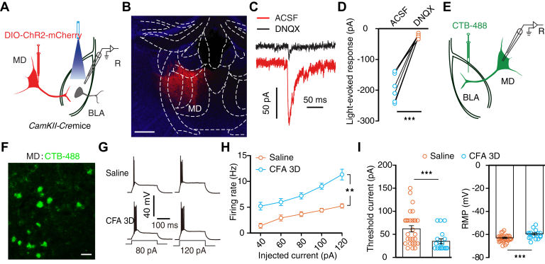 Original Figure 7F single-field detail: labeled BLA-projecting MD cells