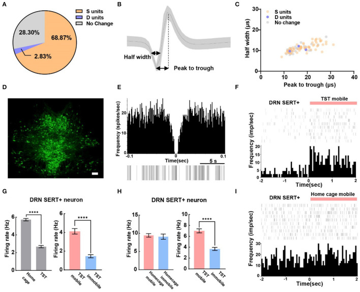 Original Figure 3D detail: TPH2 fluorescence labeling of serotonin-associated DRN cells