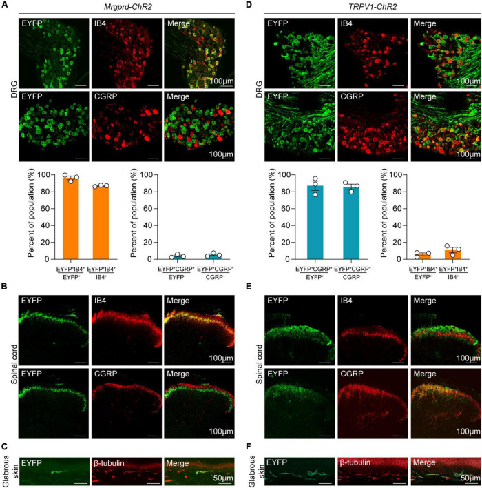 Original Figure 1A single merged-field detail: labeled sensory ganglion cells