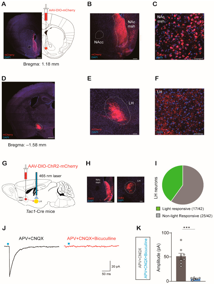 Original Figure 2C detail: merged fluorescence of Tac1-associated accumbens medial-shell cells