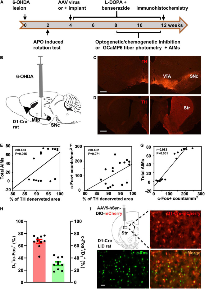 Original Figure 1I single merged-field detail: striatal D1-associated and c-Fos activity labeling