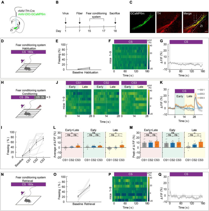 Original Figure 1C detail: merged fluorescence in the zona incerta TH-positive population