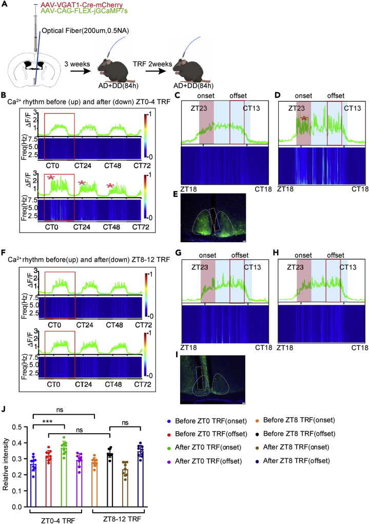 Original Figure 3E detail: bilateral green fluorescent cellular regions in the suprachiasmatic nucleus